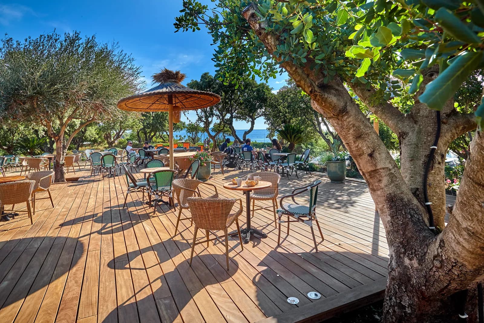 Olivier encadrant la terrasse en bois de L'Azéa